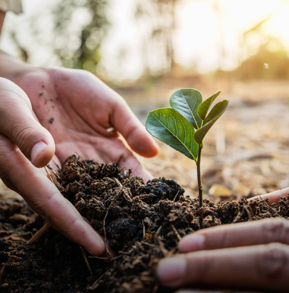 two pairs of hands planting a seedling into the ground